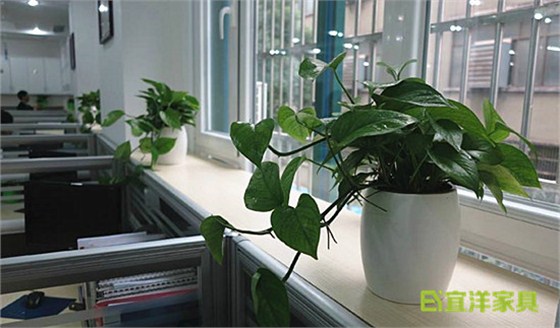 辦公家具廠家|綠植擺放