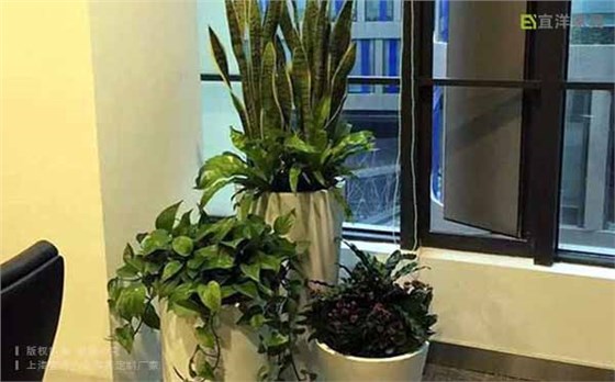 辦公室綠植,辦公植物