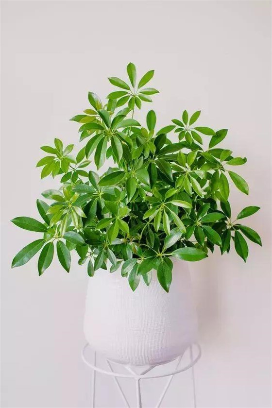 可以吸收二手煙的綠植