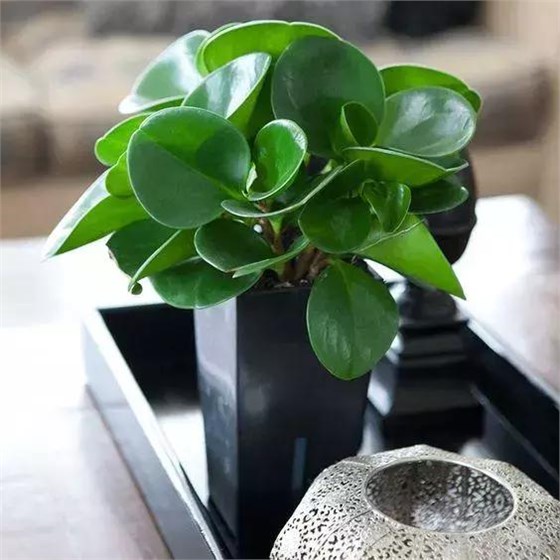 可以吸收二手煙的綠植