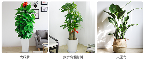 前臺大型綠植,定做前臺綠植