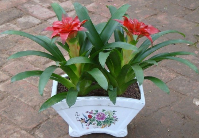 鴻運(yùn)當(dāng)頭